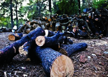 ضبط مستودع سري بآيت ملول يحتوي على جدرة العرعار الموجهة للصناعة