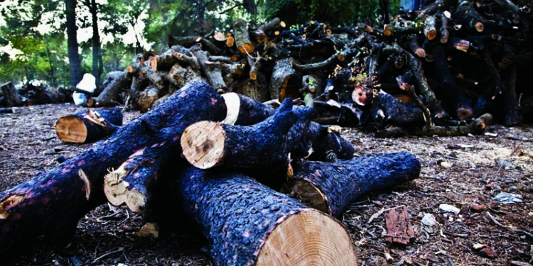 ضبط مستودع سري بآيت ملول يحتوي على جدرة العرعار الموجهة للصناعة