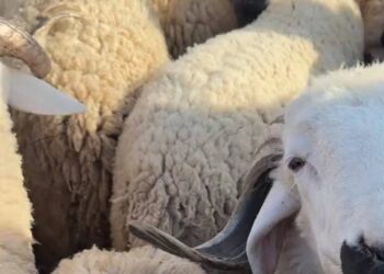 تراجع كبير في أسعار الماشية بعد إعلان إلغاء عيد الأضحى