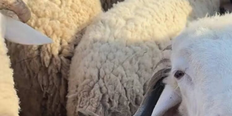 تراجع كبير في أسعار الماشية بعد إعلان إلغاء عيد الأضحى