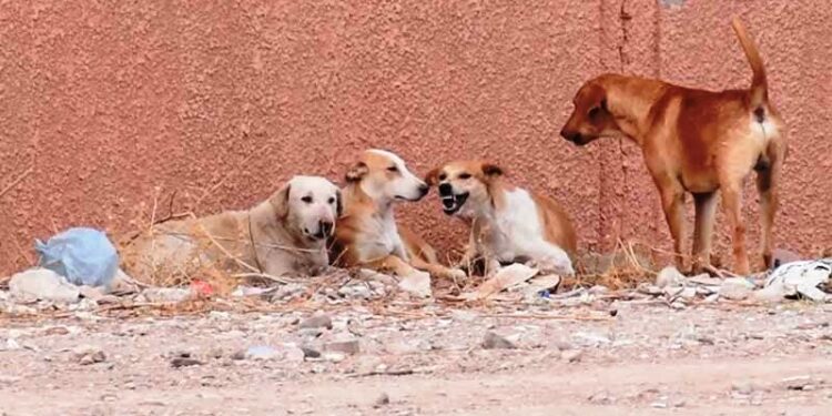 العثور على بقايا شيخ مختفٍ بسيدي إفني بعد أن نهشته الكلاب الضالة.. والسكان يطالبون بالتدخل العاجل