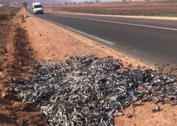 العثور على كميات من سمك السردين مرمية على قارعة الطريق بسيدي إفني وسط جدل حول الأسعار