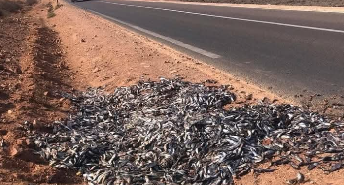 العثور على كميات من سمك السردين مرمية على قارعة الطريق بسيدي إفني وسط جدل حول الأسعار
