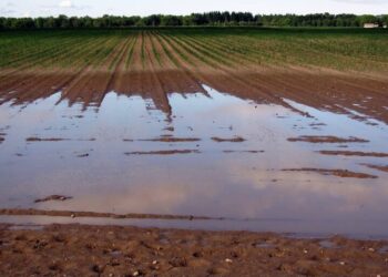 الأمطار في شهر مارس .. فرصة ذهبية لتعويض النقص الحاصل في الموارد المائية وانتعاش المزروعات