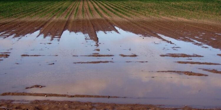 الأمطار في شهر مارس .. فرصة ذهبية لتعويض النقص الحاصل في الموارد المائية وانتعاش المزروعات