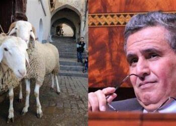 فضيحة دعم مستوردي الأغنام.. مطالب باسترجاع الأموال المنهوبة ومحاسبة المسؤولين