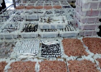 سوق الجملة الهراويين بالدار البيضاء يستقبل أزيد من 720 طنا من الأسماك في اليوم الأول من رمضان