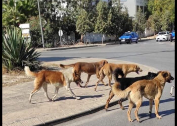 بعد وفاة طفل بالصخيرات تمارة.. من يوقف زحف الكلاب الضالة؟