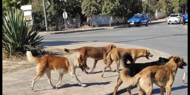 بعد وفاة طفل بالصخيرات تمارة.. من يوقف زحف الكلاب الضالة؟