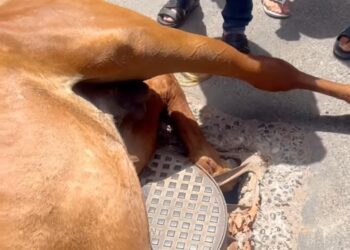 اليوم نجا الحصان.. وغدًا من؟! جماعة إنزكان في قلب العاصفة