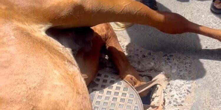 اليوم نجا الحصان.. وغدًا من؟! جماعة إنزكان في قلب العاصفة