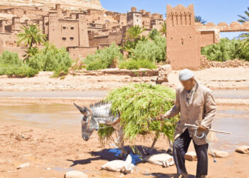 تنظيم لا تضييق: نداء عاجل من العالم القروي لتيسير مساطر البناء