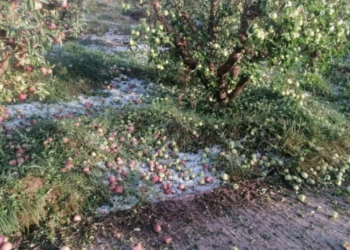 “التبروري” يتسبب في خسائر جسيمة بالمحاصيل الفلاحية