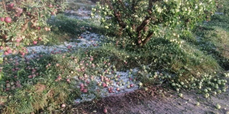 “التبروري” يتسبب في خسائر جسيمة بالمحاصيل الفلاحية