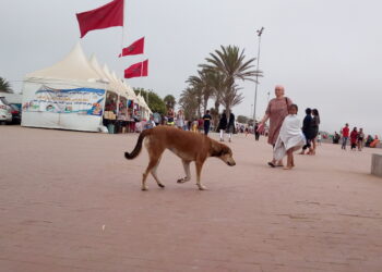 فاجعة في المغرب: وفاة سائحة بريطانية بداء الكلب تثير قلقًا دوليًا بشأن الكلاب الضالة