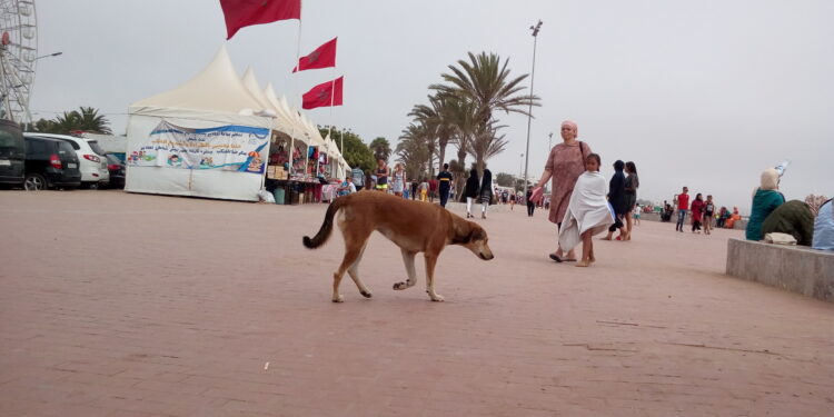 فاجعة في المغرب: وفاة سائحة بريطانية بداء الكلب تثير قلقًا دوليًا بشأن الكلاب الضالة