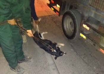 الكلاب الضالة تهدد السلامة العامة: أكادير تتحرك بحملة ميدانية فعالة