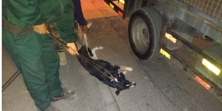 الكلاب الضالة تهدد السلامة العامة: أكادير تتحرك بحملة ميدانية فعالة