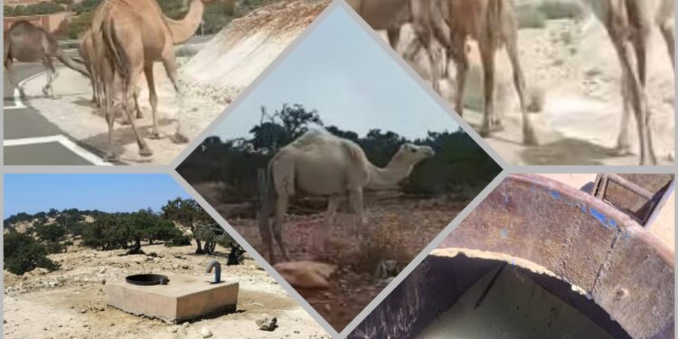 ايمسوان تحت رحمة الرعاة الرحل: صرخة استغاثة لحماية محمية الأركان والسلم الاجتماعي