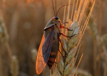 حشرة سيكادا تُربك الموسم الفلاحي ببني ملال