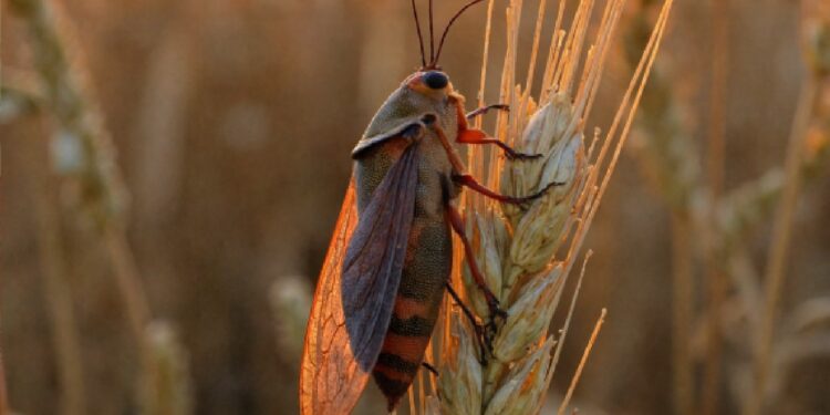حشرة سيكادا تُربك الموسم الفلاحي ببني ملال