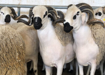 تنزيلا للتعليمات الملكية السامية..الداخلية تطلق ورشا وطنيا لإعادة تكوين قطيع الماشية