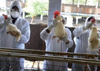 احتجاجات وقلق بيئي في بلفاع بسبب وحدات تربية الدواجن قرب الساكنة… والمتضررون يناشدون عامل الإقليم الجديد للتدخل