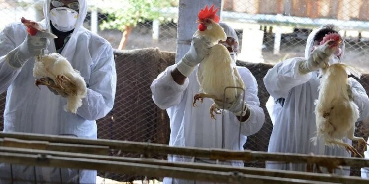 احتجاجات وقلق بيئي في بلفاع بسبب وحدات تربية الدواجن قرب الساكنة… والمتضررون يناشدون عامل الإقليم الجديد للتدخل