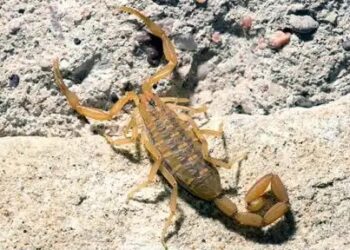 نائب برلماني يحذر: العقارب تهدد حياة سكان شيشاوة وغياب الأمصال يزيد المأساة