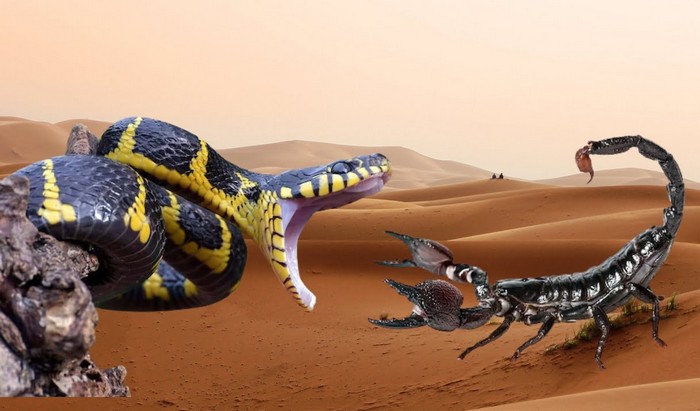 لسعات العقارب ولدغات الثعابين ..تحذيرات من ممارسات إسعاف “بدائية” تهدد الحياة