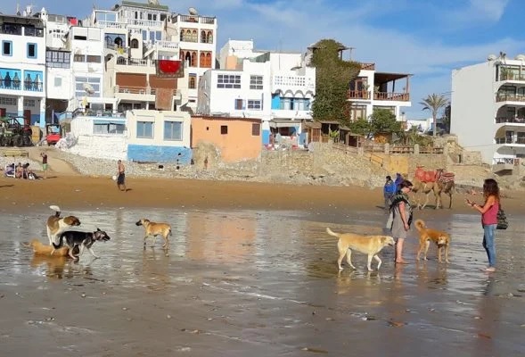 وفاة سائحة سويسرية بعد خدش كلب ضال بتغازوت: حادث مأساوي يكشف هشاشة الوقاية الصحية وسوء تدبير الكلاب الشاردة