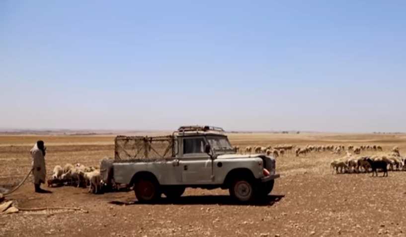 أزمة الأعلاف بالعيون: دعم غائب ومواشي مهددة بالنفوق