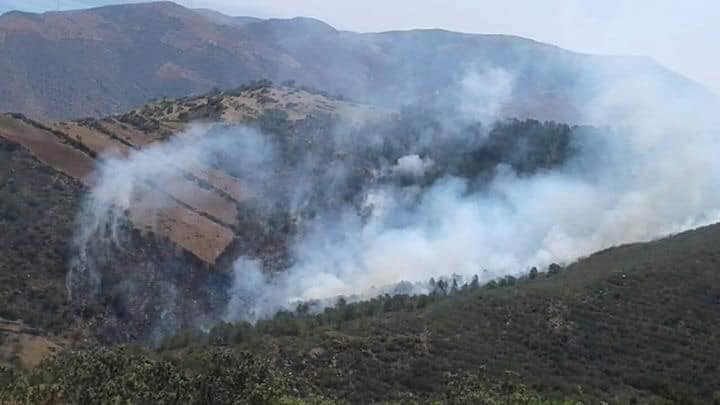 حريق غابة شفشاون.. اعتقال المتورط في إضرام النار