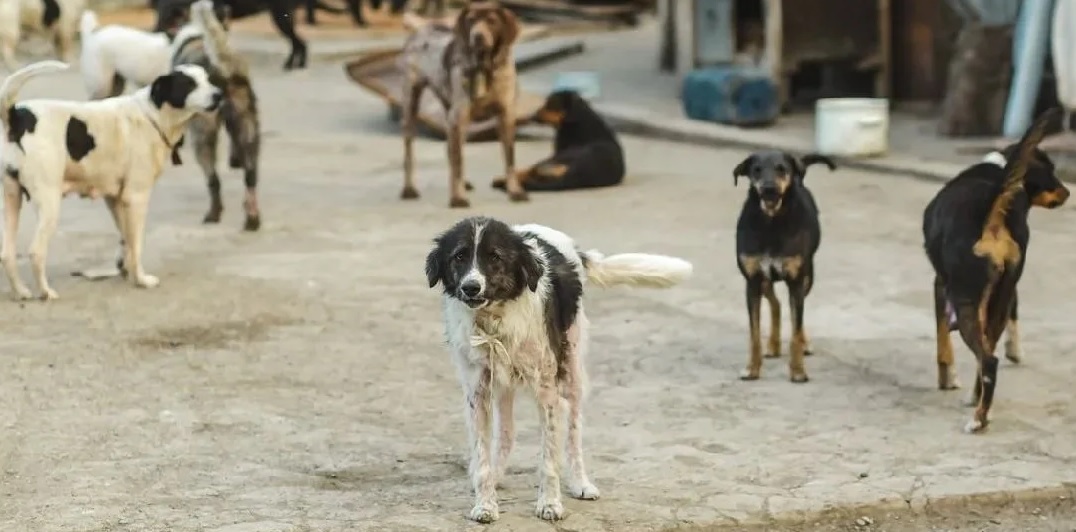 كلاب ضالة تفتك برجل نواحي أكادير وتجدد صرخة الاستغاثة