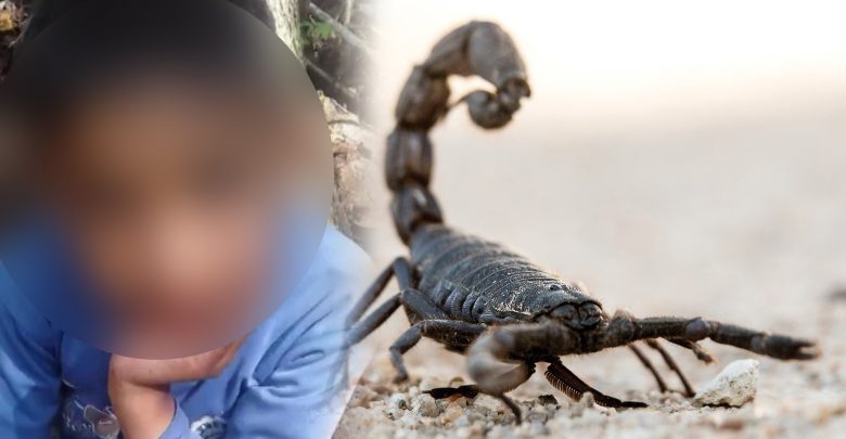 برلمانية لوزير الصحة: طفل تعرض للسعة عقرب و فقد حياته بورزازات بعد تأخر الإسعاف