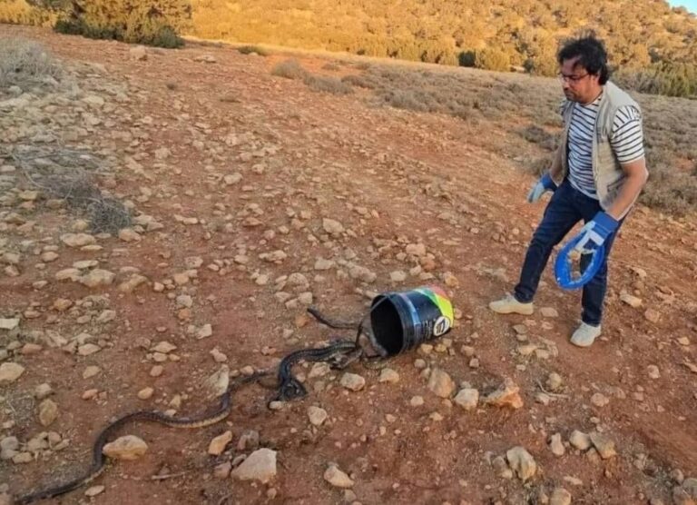 وكالة المياه والغابات تنفي بشكل قاطع شائعات حول إطلاق أفاعي كوبرا قرب مراكش