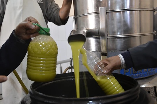 زيت الزيتون.. إجراءات جديدة لضمان تموين السوق الوطنية