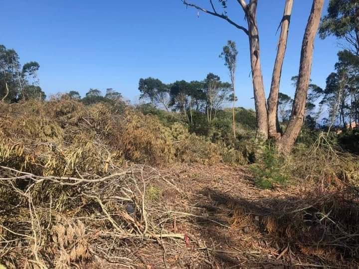 طنجة.. جدل حول مشروع عقاري وهمي يهدد غابة الرميلات