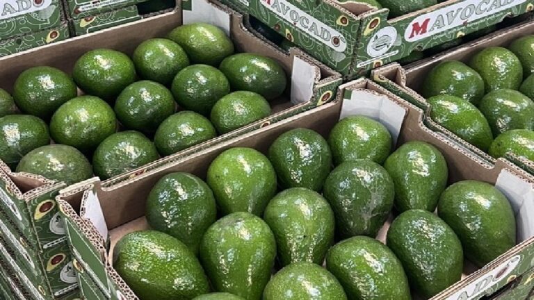 المغرب..ثالث أكبر مصدر للأفوكا نحو ألمانيا بقيمة 80 مليون دولار