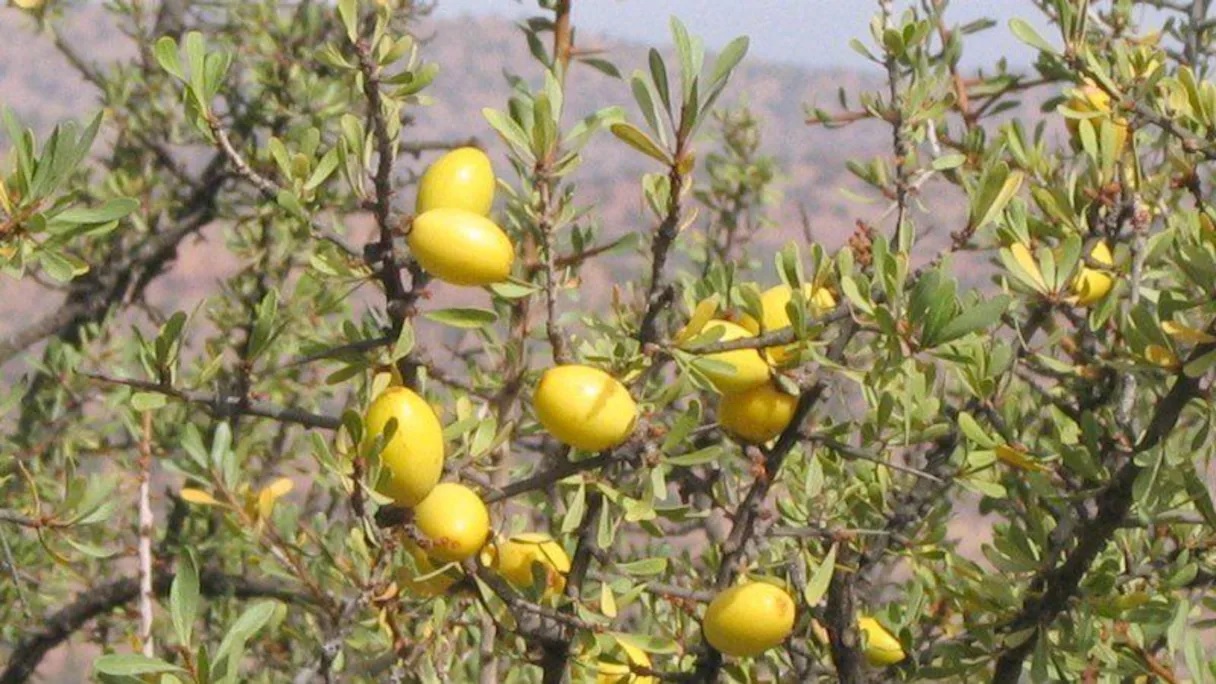 علم الآثار: المهارات المرتبطة بشجر الأركان تعود إلى أكثر من 150 ألف سنة في منطقة الصويرة