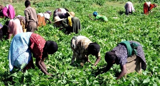 نقص اليد العاملة يربك الضيعات الفلاحية بإقليم اشتوكة آيت باها