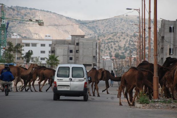 ساكنة سيدي بوسحاب تناشد عامل اشتوكة آيت باها التدخل لتنظيم الرعي وحماية السلم الاجتماعي