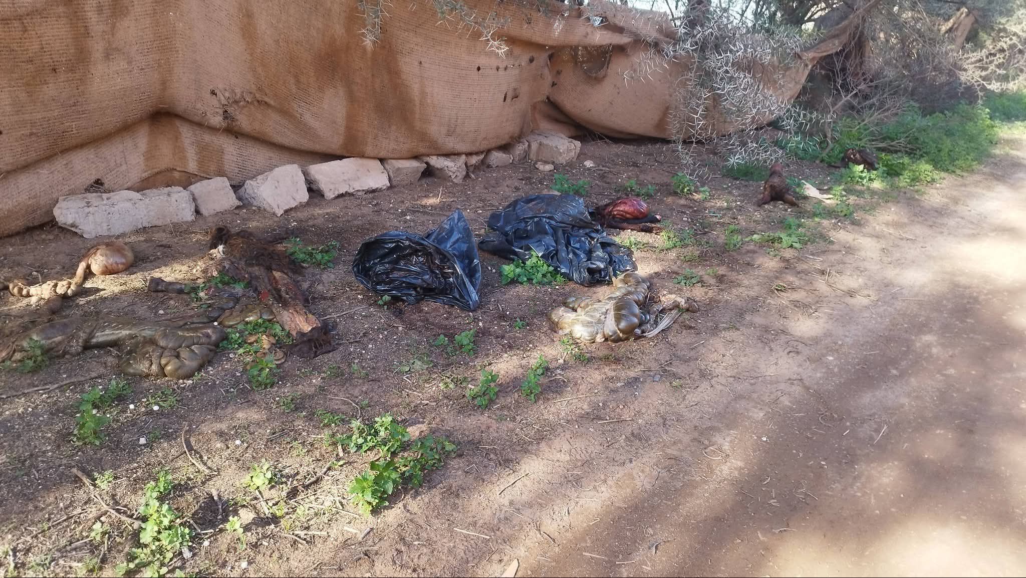 اشتوكة ايت باها:ذبح حمار بنواحي السوالم دون مؤشرات على تسويق لحومه للاستهلاك البشري