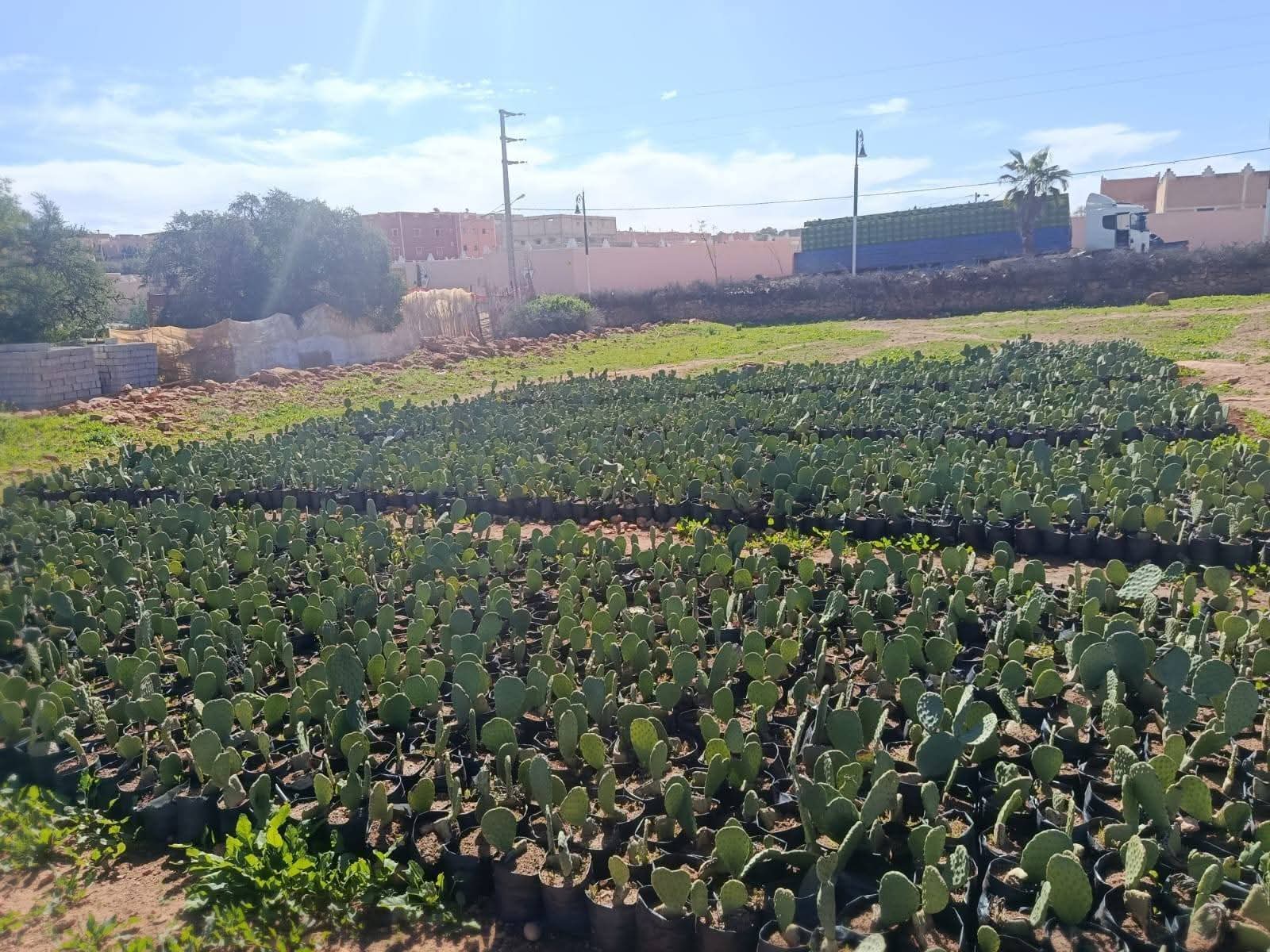 مشروع غرس 100 هكتار من الصبار بسيدي عبد الله البوشواري لتعزيز الفلاحة المستدامة ومواجهة آثار الجفاف