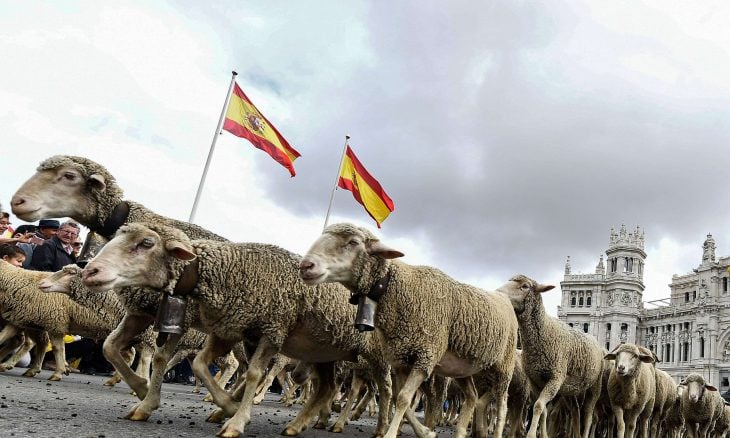 بين الاستيراد ودعم المربي المحلي.. تساؤلات حول جدوى استراتيجية المغرب لتوفير أضاحي العيد.