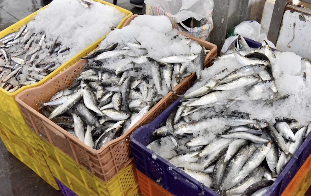 مينائي سيدي افني وأسفي يستقبلان كميات قياسية من الأسماك وإنتظارات للمواطنين بتراجع أسعار السردين