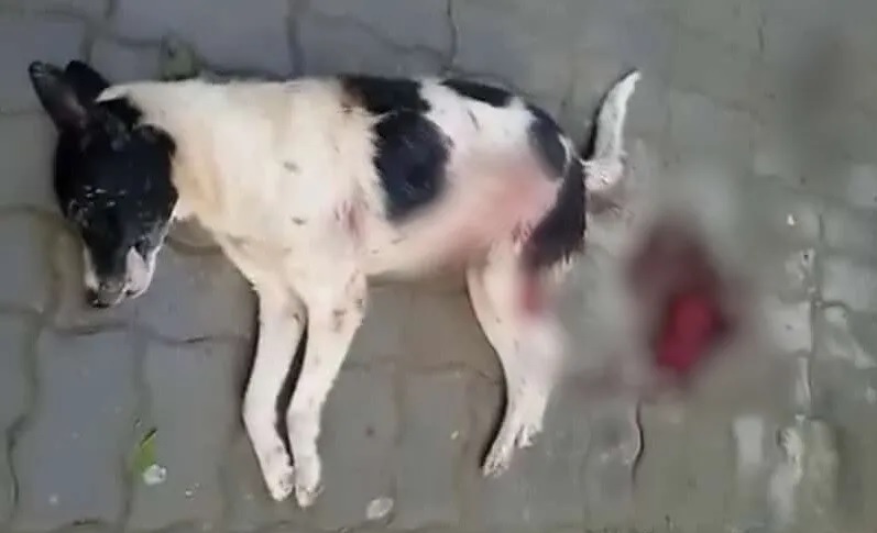 ساكنة بيوكرى تطالب بتحقيق بعد حملة “قنص” ليلية للكلاب الضالة داخل المجال الحضري