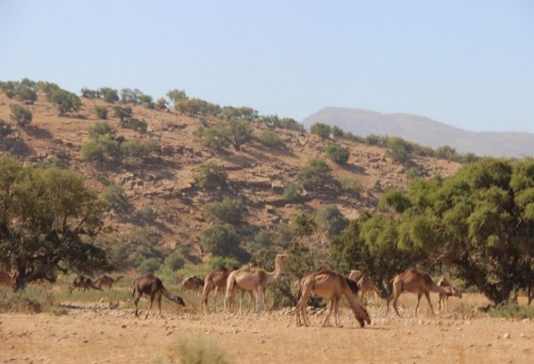 لقطع الطريق أمام الرعي الجائر.. إجراءات صارمة باشتوكة آيت باها لحماية موسم جني الأركان.