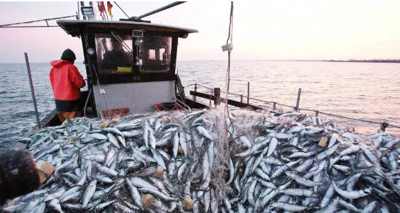 بعد استنزاف المخزون.. التوجه نحو منع صيد السردين بأكادير