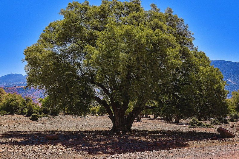 غابات الأركان باشتوكة آيت باها: الحقيقة وراء شائعات “المرض الغامض”